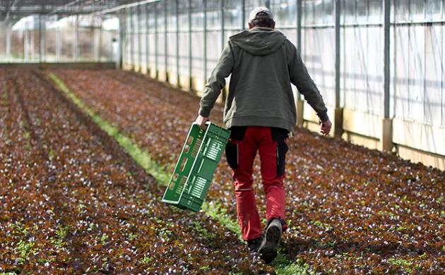 Growing Intra-EU Migrations in the Era of Coronavirus?