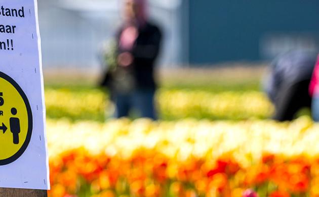 Les États face au coronavirus - Pays-Bas : le pari du 