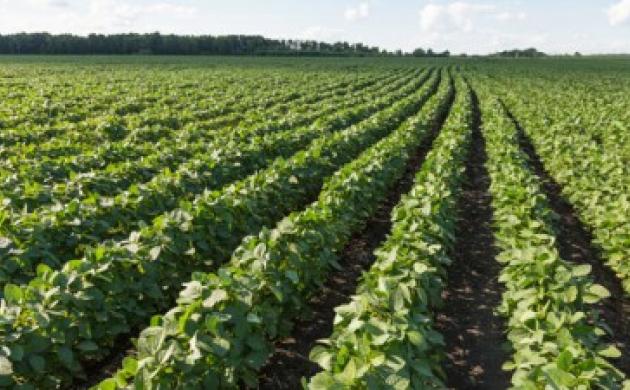 Le green, opportunité d’excellence