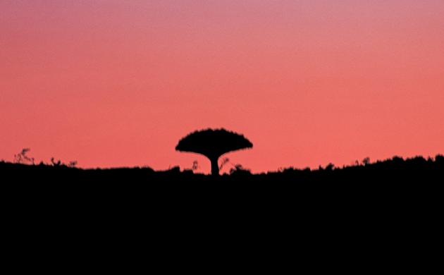 IUCN 2020: Tipping the Scales in Favor of Biodiversity