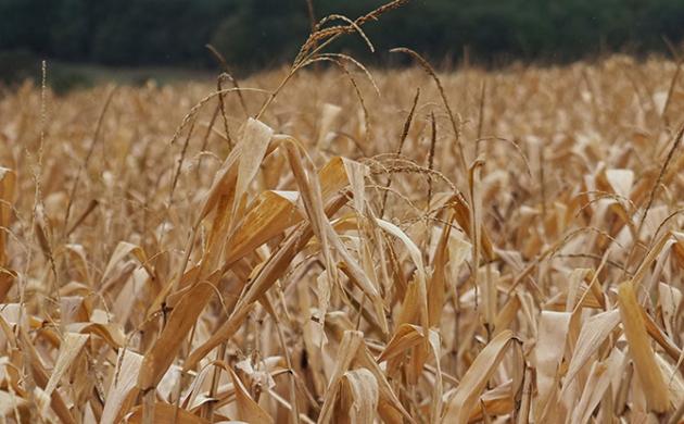 Sécurité alimentaire : la nécessité d’élargir le spectre de la défense