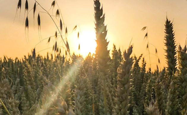 Quel visage pour l'agriculture de demain ?