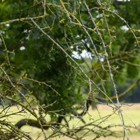 Biodiversité  : de l’urgence d’agir avec les entreprises