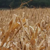 Sécurité alimentaire : la nécessité d’élargir le spectre de la défense